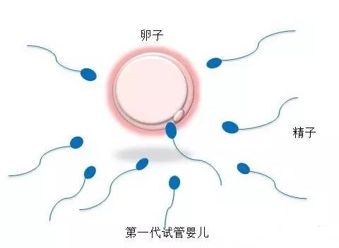 供卵成功率